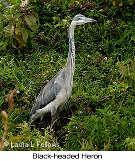 Black-headed Heron - © Laura L Fellows and Exotic Birding LLC