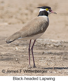 Black-headed Lapwing - &copy; James F Wittenberger and Exotic Birding LLC