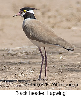 Black-headed Lapwing - © James F Wittenberger and Exotic Birding LLC