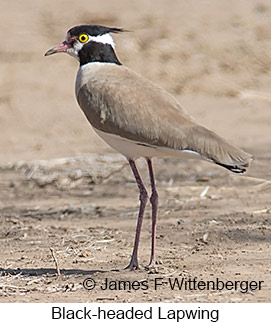 Black-headed Lapwing - © James F Wittenberger and Exotic Birding LLC Black-headed Lapwing - © James F Wittenberger and Exotic Birding LLC