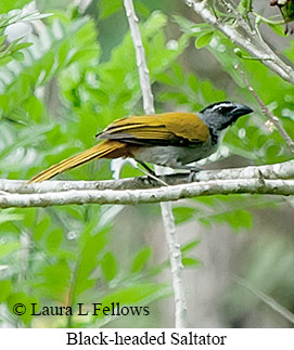 Black-headed Saltator - © Laura L Fellows and Exotic Birding LLC