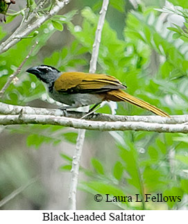 Black-headed Saltator - © Laura L Fellows and Exotic Birding LLC