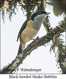 Black-headed Shrike-Babbler - © James F Wittenberger and Exotic Birding LLC