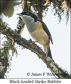 Black-headed Shrike-Babbler - © James F Wittenberger and Exotic Birding LLC