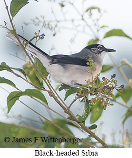 Black-headed Sibia - © James F Wittenberger and Exotic Birding LLC Black-headed Sibia - © James F Wittenberger and Exotic Birding LLC