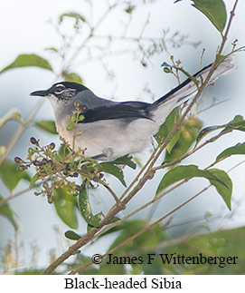 Black-headed Sibia - © James F Wittenberger and Exotic Birding LLC