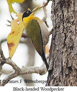 Black-headed Woodpecker - © James F Wittenberger and Exotic Birding LLC