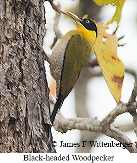 Black-headed Woodpecker - © James F Wittenberger and Exotic Birding LLC