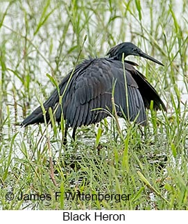 Black Heron - © James F Wittenberger and Exotic Birding LLC