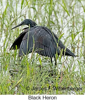 Black Heron - © James F Wittenberger and Exotic Birding LLC Black Heron - © James F Wittenberger and Exotic Birding LLC
