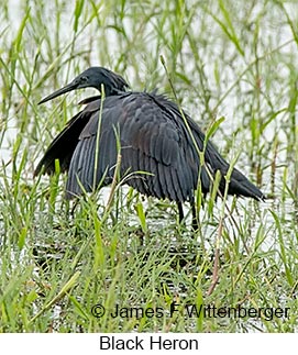 Black Heron - © James F Wittenberger and Exotic Birding LLC