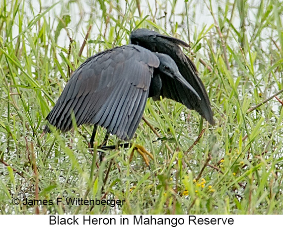 Black Heron - © James F Wittenberger and Exotic Birding LLC