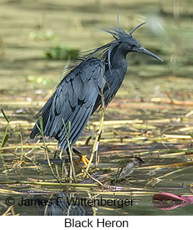Black Heron - © James F Wittenberger and Exotic Birding LLC Black Heron - © James F Wittenberger and Exotic Birding LLC
