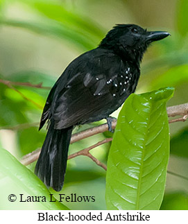 Black-hooded Antshrike - © Laura L Fellows and Exotic Birding LLC