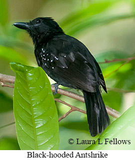 Black-hooded Antshrike - © Laura L Fellows and Exotic Birding LLC