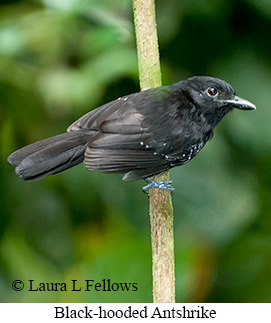 Black-hooded Antshrike - © Laura L Fellows and Exotic Birding LLC