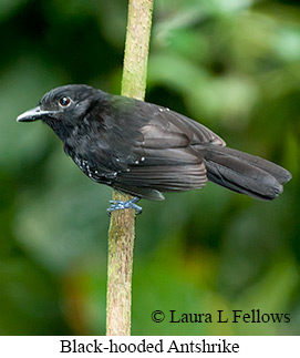 Black-hooded Antshrike - © Laura L Fellows and Exotic Birding LLC