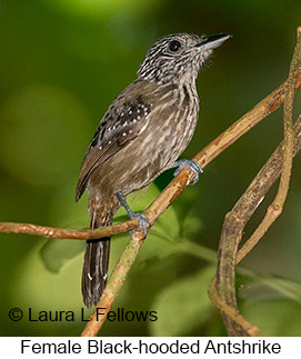 Black-hooded Antshrike - © Laura L Fellows and Exotic Birding LLC