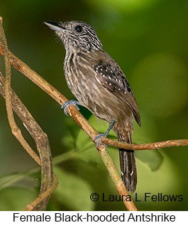 Black-hooded Antshrike - © Laura L Fellows and Exotic Birding LLC