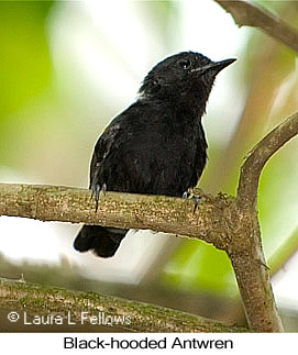 Black-hooded Antwren - © Laura L Fellows and Exotic Birding LLC