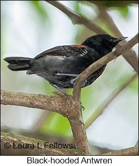 Black-hooded Antwren - © Laura L Fellows and Exotic Birding LLC