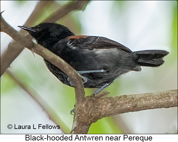 Black-hooded Antwren - © Laura L Fellows and Exotic Birding LLC