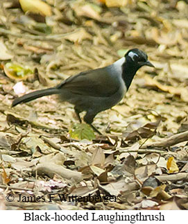 Black-hooded Laughingthrush - © James F Wittenberger and Exotic Birding LLC