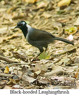 Black-hooded Laughingthrush - &copy; James F Wittenberger and Exotic Birding LLC
