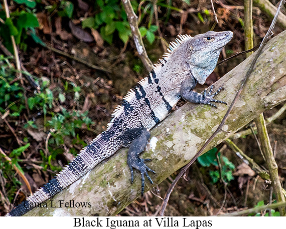 Black Iguana - © James F Wittenberger and Exotic Birding LLC Black Iguana - © James F Wittenberger and Exotic Birding LLC
