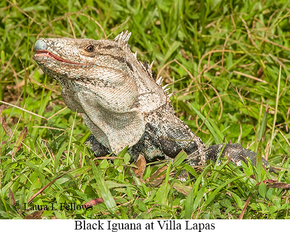 Black Iguana - © James F Wittenberger and Exotic Birding LLC