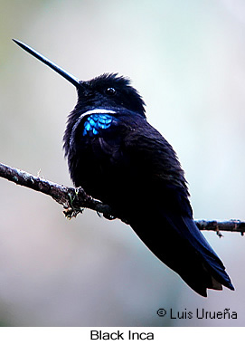 Black Inca - &copy; Luis Eduardo Urue&ntilde;a - Presented by Exotic Birding tours