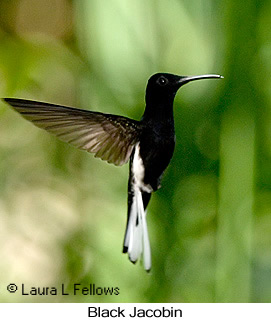 Black Jacobin - © Laura L Fellows and Exotic Birding LLC