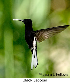 Black Jacobin - &copy; Laura L Fellows and Exotic Birding Tours