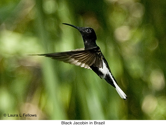 Black Jacobin - &copy; Laura L Fellows and Exotic Birding Tours