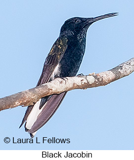 Black Jacobin - © Laura L Fellows and Exotic Birding LLC