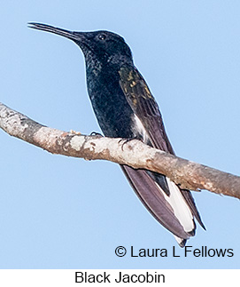 Black Jacobin - © Laura L Fellows and Exotic Birding LLC