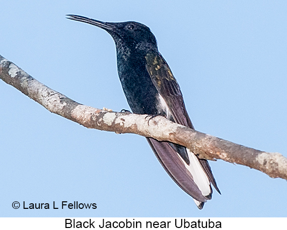 Black Jacobin - © Laura L Fellows and Exotic Birding LLC