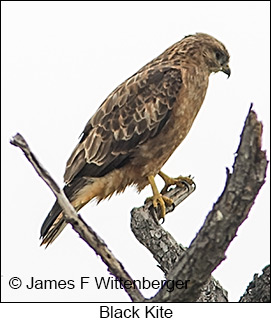 Black Kite - © James F Wittenberger and Exotic Birding LLC