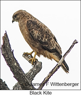 Black Kite - © James F Wittenberger and Exotic Birding LLC