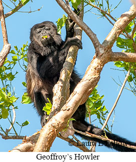 Black-mantled Howler Monkey - © Laura L Fellows and Exotic Birding LLC