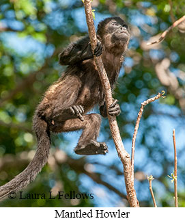Black-mantled Howler Monkey - © Laura L Fellows and Exotic Birding LLC