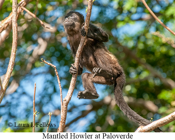 Black-mantled Howler Monkey - © Laura L Fellows and Exotic Birding LLC