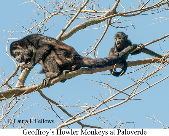 Black-mantled Howler Monkey - © James F Wittenberger and Exotic Birding LLC