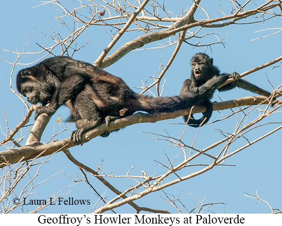 Black-mantled Howler Monkey - © James F Wittenberger and Exotic Birding LLC Black-mantled Howler Monkey - © James F Wittenberger and Exotic Birding LLC