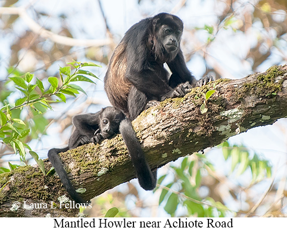 Black-mantled Howler Monkey - © The Photographer and Exotic Birding LLC