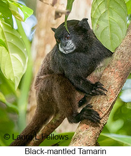 Black-mantled Tamarin - © Laura L Fellows and Exotic Birding LLC