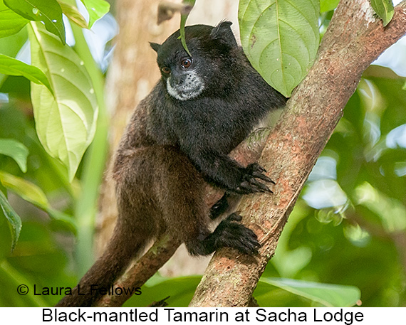 Black-mantled Tamarin - © Laura L Fellows and Exotic Birding LLC