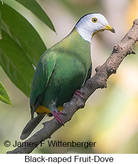 Black-naped Fruit-Dove - &copy; James F Wittenberger and Exotic Birding LLC