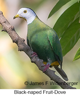 Black-naped Fruit-Dove - © James F Wittenberger and Exotic Birding LLC