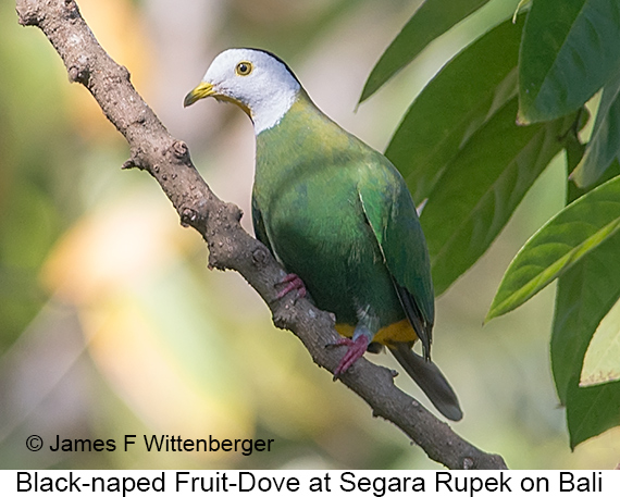 Black-naped Fruit-Dove - © James F Wittenberger and Exotic Birding LLC